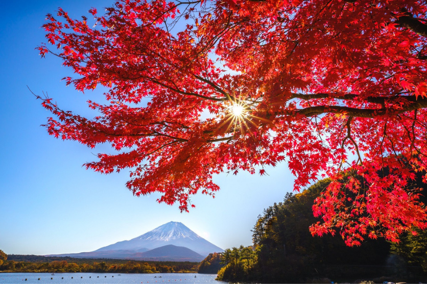 素敵な風景に出会いたい、秋・四季の富士山 ～後編～ | TAMRON